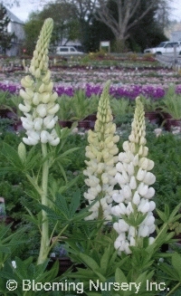 Lupinus Russell Hybrids 'Noble Maiden'